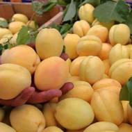 Саженец Абрикос Шалах в контейнере